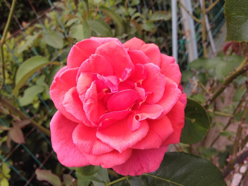 Affittacamere Le Rose Imola Extérieur photo